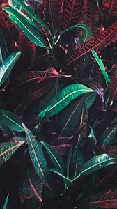 Preview wallpaper leaves, veins, red, plant