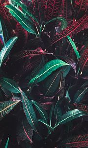 Preview wallpaper leaves, veins, red, plant