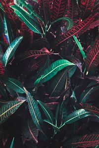 Preview wallpaper leaves, veins, red, plant