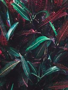 Preview wallpaper leaves, veins, red, plant
