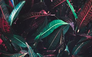 Preview wallpaper leaves, veins, red, plant
