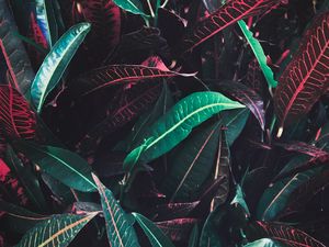 Preview wallpaper leaves, veins, red, plant