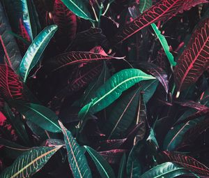Preview wallpaper leaves, veins, red, plant
