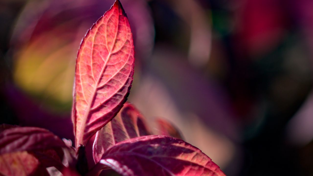 Wallpaper leaves, veins, red, blur, macro