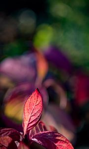 Preview wallpaper leaves, veins, red, blur, macro