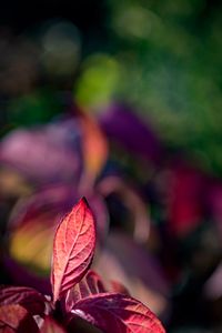 Preview wallpaper leaves, veins, red, blur, macro