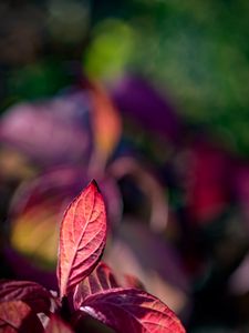 Preview wallpaper leaves, veins, red, blur, macro