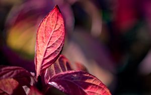 Preview wallpaper leaves, veins, red, blur, macro