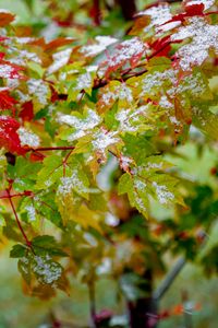Preview wallpaper leaves, veins, snowy, bush