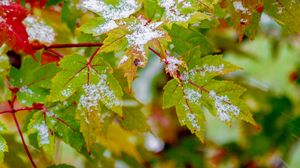 Preview wallpaper leaves, veins, snowy, bush