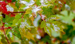 Preview wallpaper leaves, veins, snowy, bush