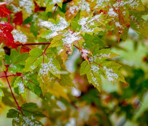 Preview wallpaper leaves, veins, snowy, bush