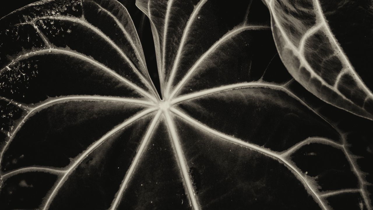 Wallpaper leaves, veins, stripes, plant, bw