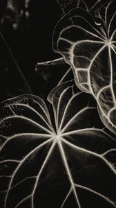 Preview wallpaper leaves, veins, stripes, plant, bw