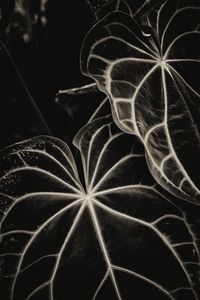 Preview wallpaper leaves, veins, stripes, plant, bw