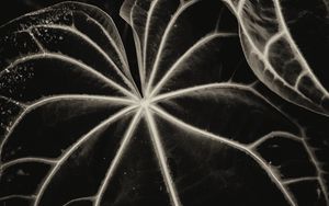 Preview wallpaper leaves, veins, stripes, plant, bw