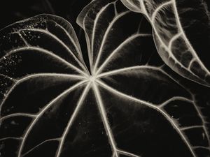 Preview wallpaper leaves, veins, stripes, plant, bw