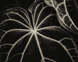 Preview wallpaper leaves, veins, stripes, plant, bw