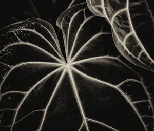 Preview wallpaper leaves, veins, stripes, plant, bw