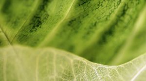 Preview wallpaper leaves, veins, structure