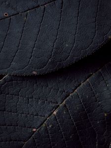 Preview wallpaper leaves, veins, texture, surface, macro