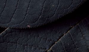 Preview wallpaper leaves, veins, texture, surface, macro