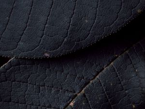 Preview wallpaper leaves, veins, texture, surface, macro