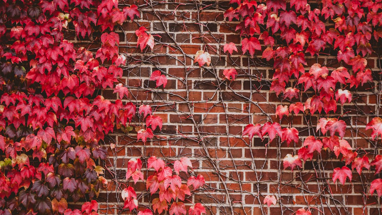 Wallpaper leaves, wall, branches, bricks
