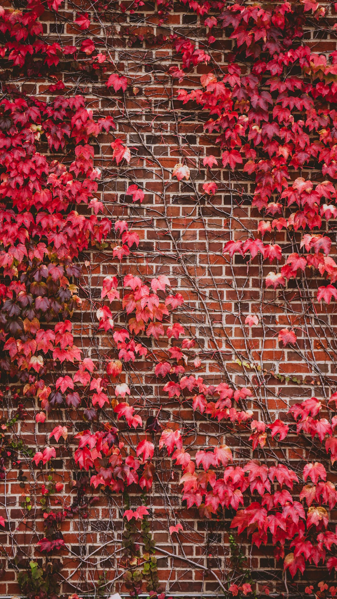 Download wallpaper 1350x2400 leaves, wall, branches, bricks iphone 8+/7