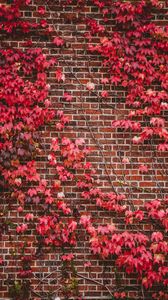 Preview wallpaper leaves, wall, branches, bricks