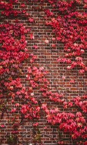 Preview wallpaper leaves, wall, branches, bricks