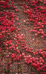 Preview wallpaper leaves, wall, branches, bricks