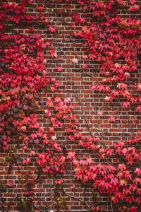 Preview wallpaper leaves, wall, branches, bricks