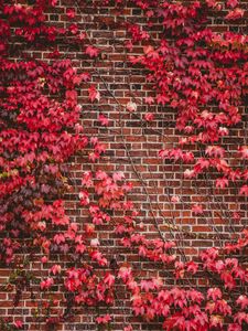 Preview wallpaper leaves, wall, branches, bricks