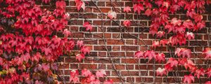 Preview wallpaper leaves, wall, branches, bricks