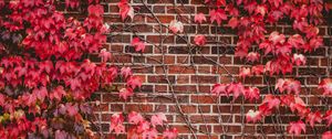 Preview wallpaper leaves, wall, branches, bricks