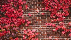 Preview wallpaper leaves, wall, branches, bricks