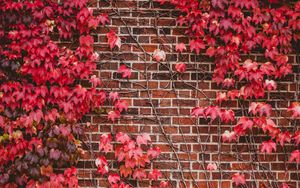 Preview wallpaper leaves, wall, branches, bricks