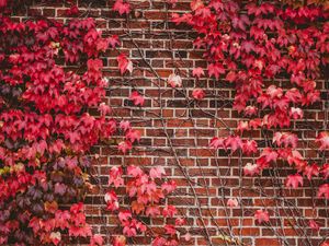 Preview wallpaper leaves, wall, branches, bricks