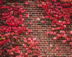 Preview wallpaper leaves, wall, branches, bricks
