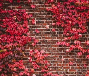 Preview wallpaper leaves, wall, branches, bricks