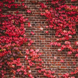 Preview wallpaper leaves, wall, branches, bricks