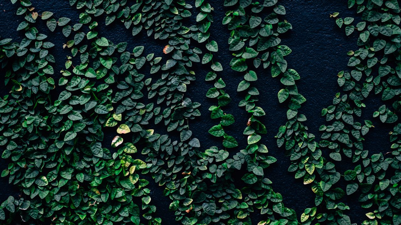 Wallpaper leaves, wall, green