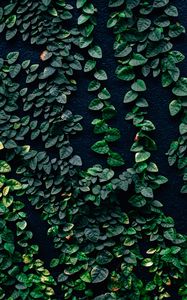 Preview wallpaper leaves, wall, green