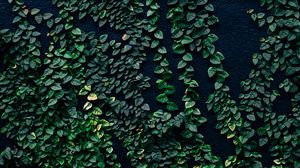 Preview wallpaper leaves, wall, green