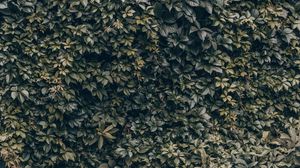 Preview wallpaper leaves, wall, plant