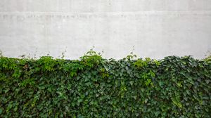 Preview wallpaper leaves, wall, plants