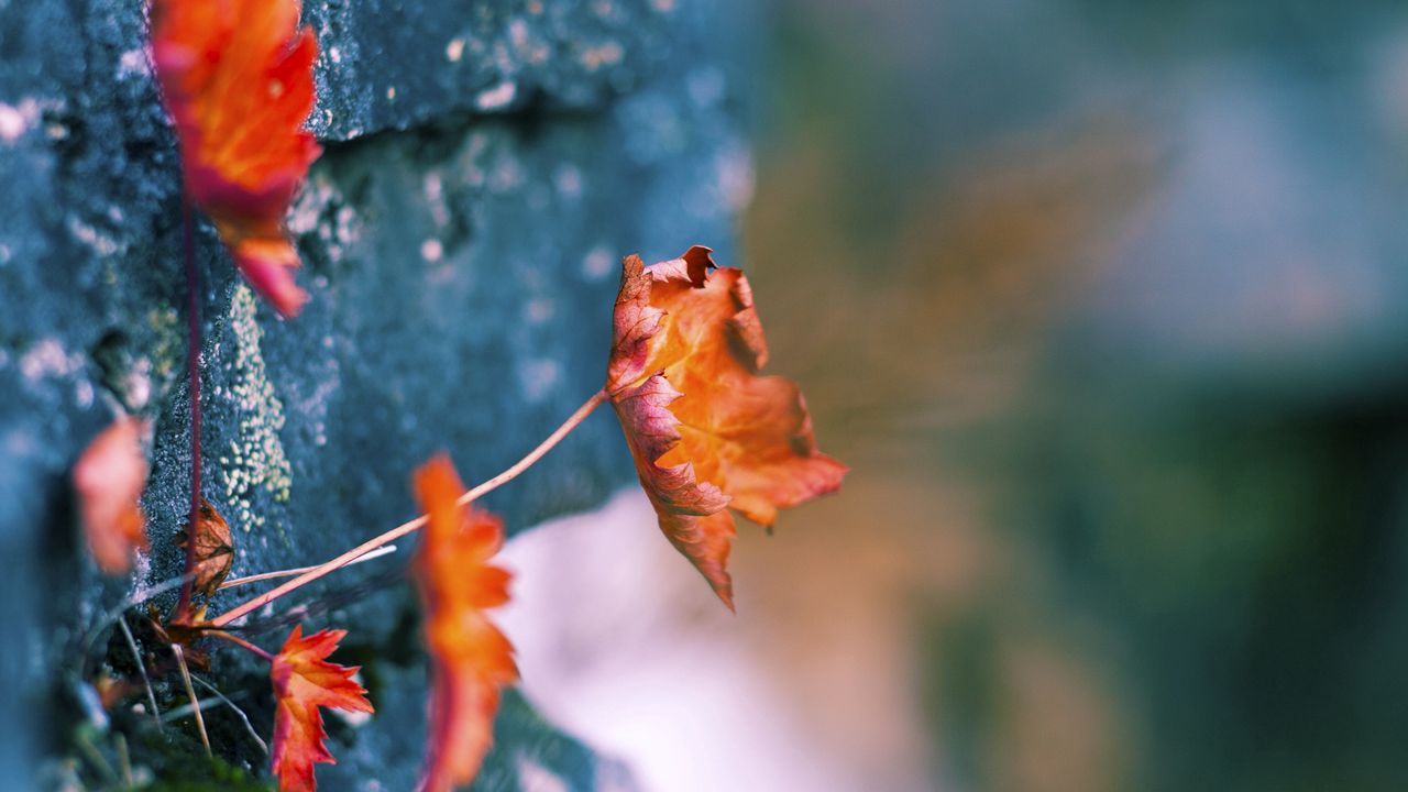 Wallpaper leaves, walls, dry