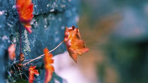 Preview wallpaper leaves, walls, dry