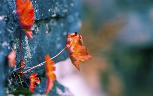 Preview wallpaper leaves, walls, dry